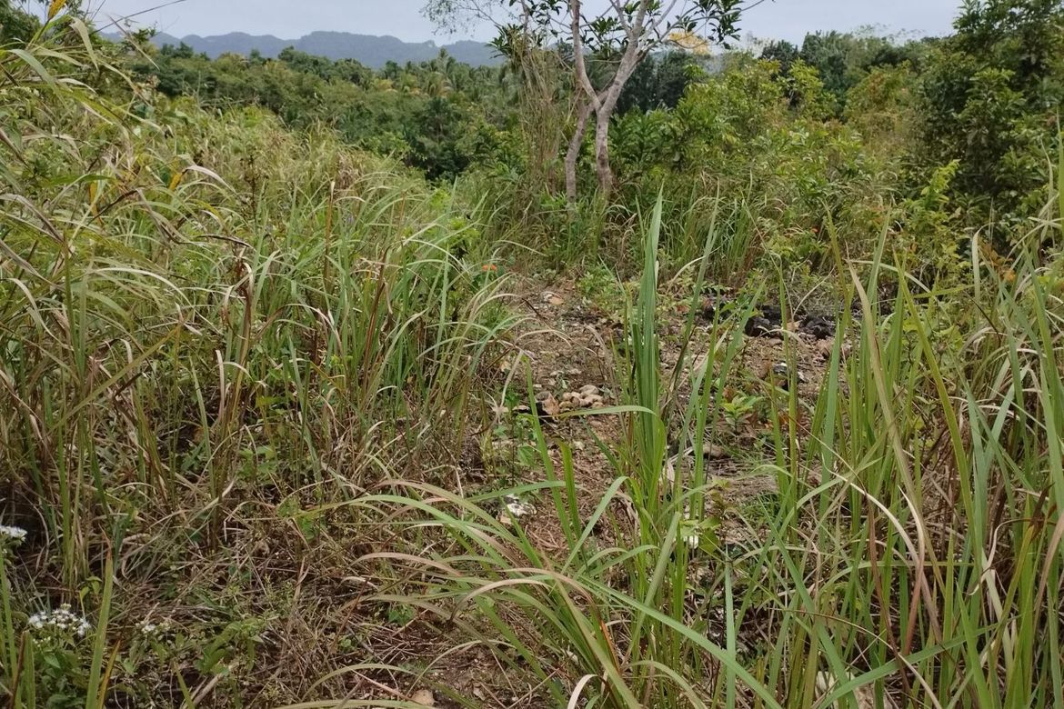 Land for Sale in Libjo, Tabogon, Cebu – photo 6