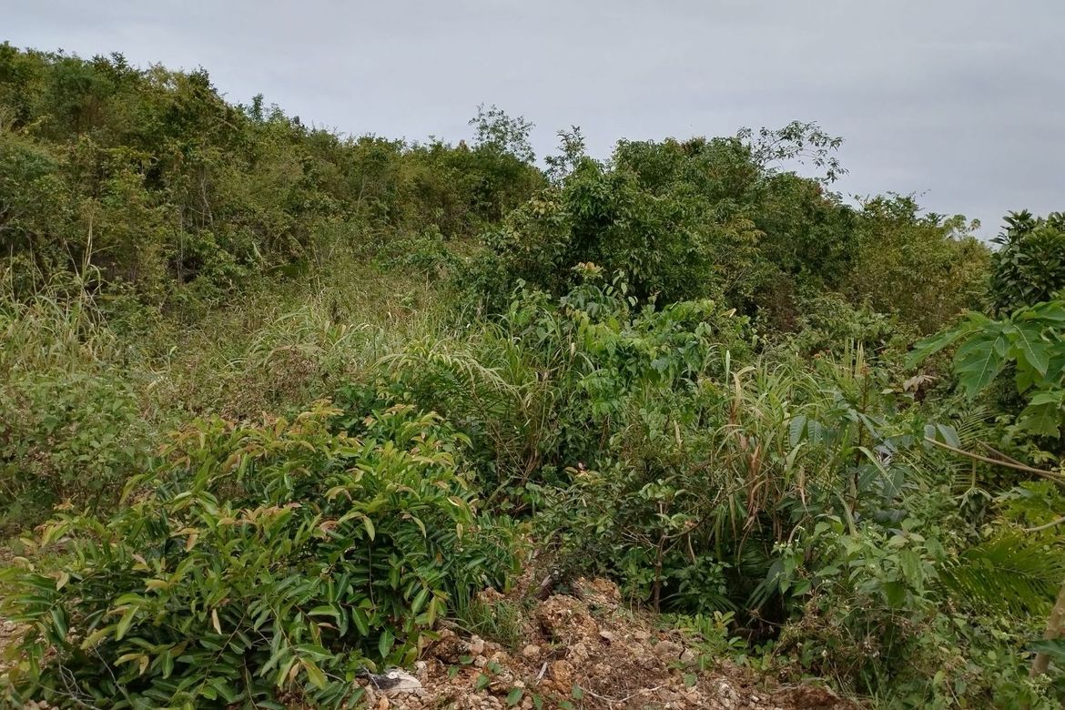 Land for Sale in Libjo, Tabogon, Cebu – photo 4