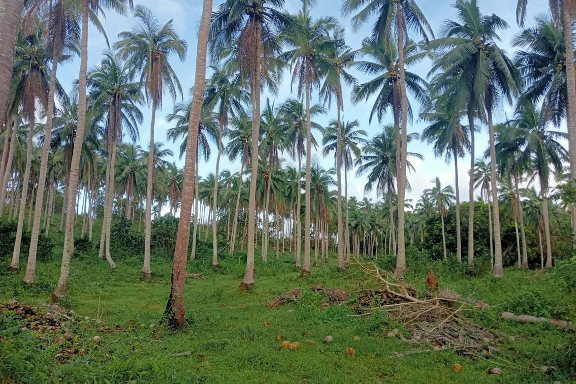 Land for Sale in Liboro, Ragay, Camarines Sur
