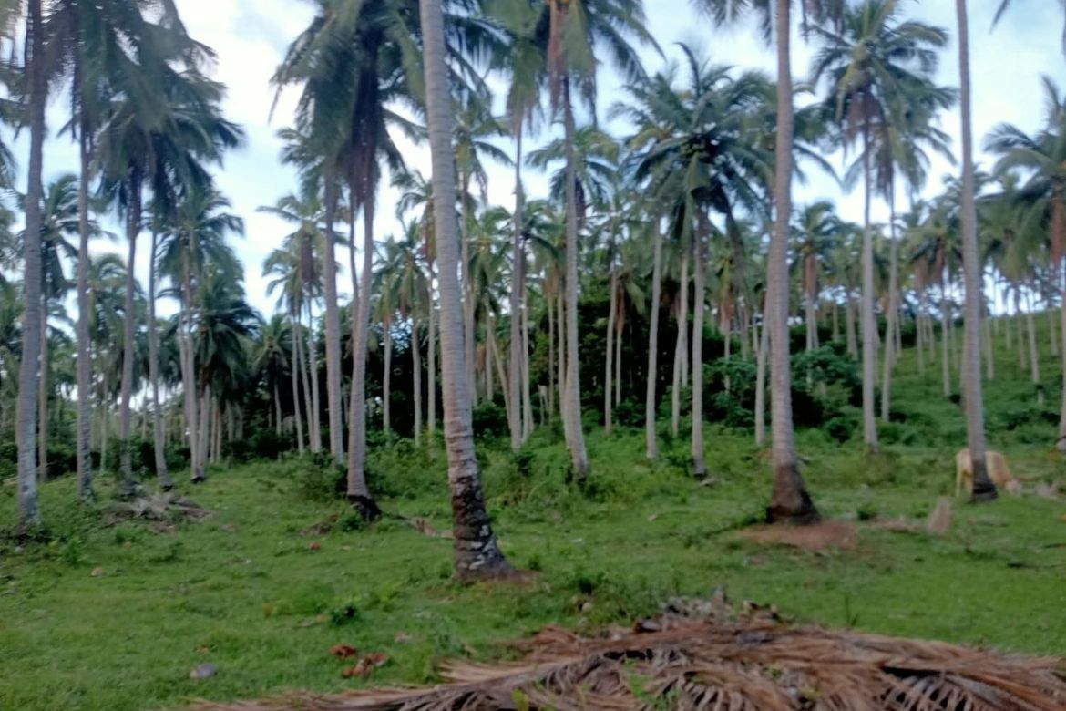Land for Sale in Liboro, Ragay, Camarines Sur – photo 2