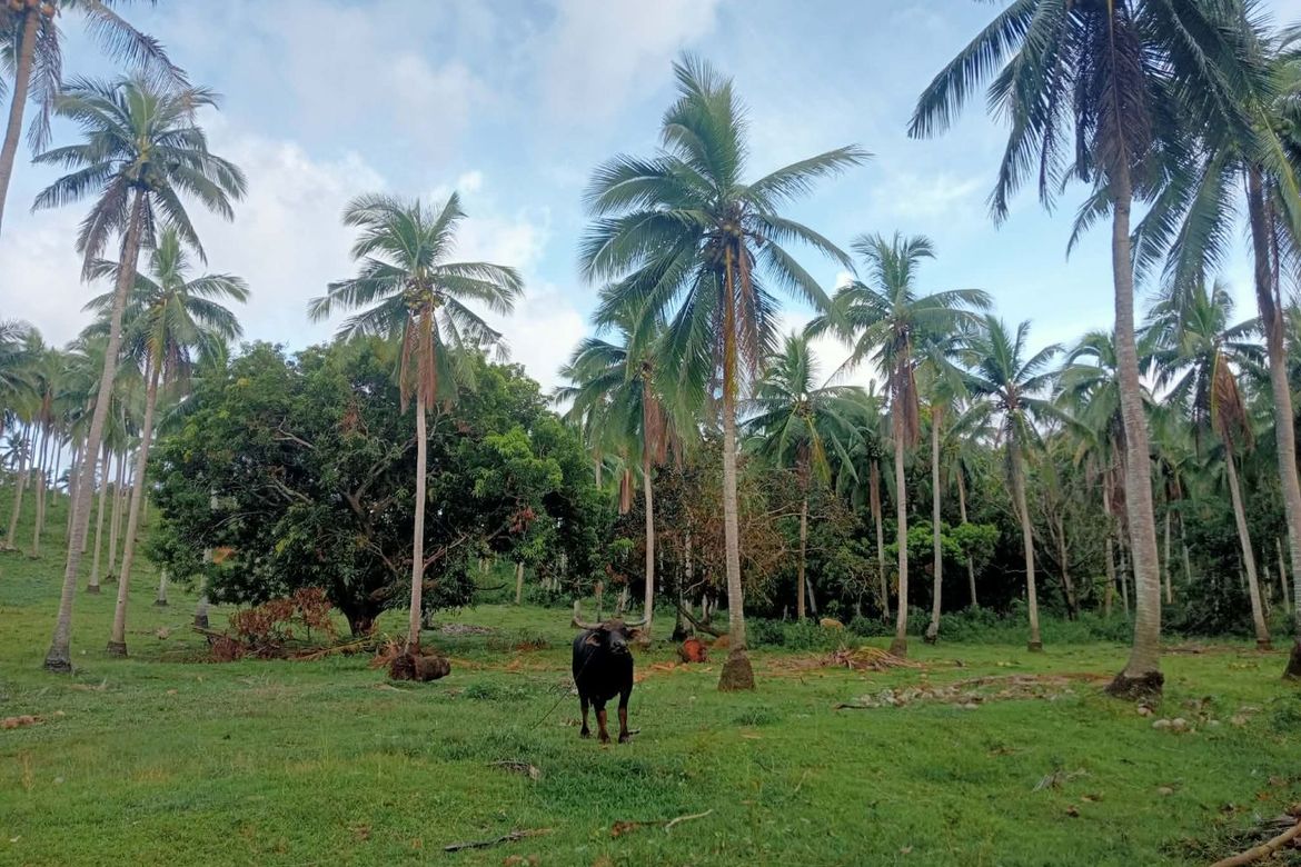 Land for Sale in Liboro, Ragay, Camarines Sur – photo 3