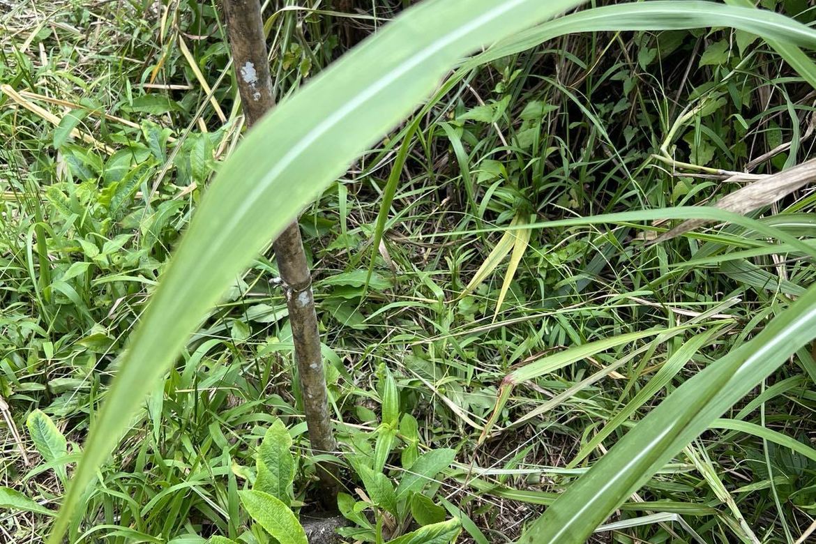 Land for Sale in Lindaban, Manolo Fortich, Bukidnon – photo 7