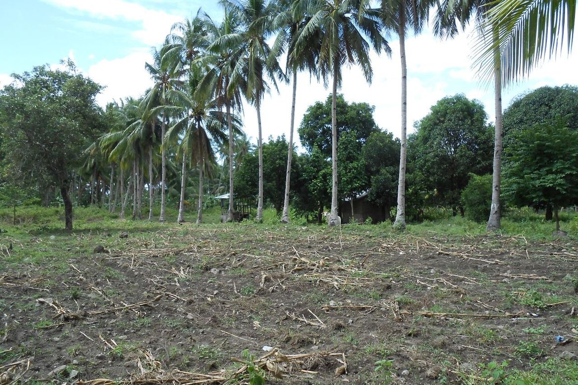 Land for Sale in Liptong, Bacong, Negros Oriental