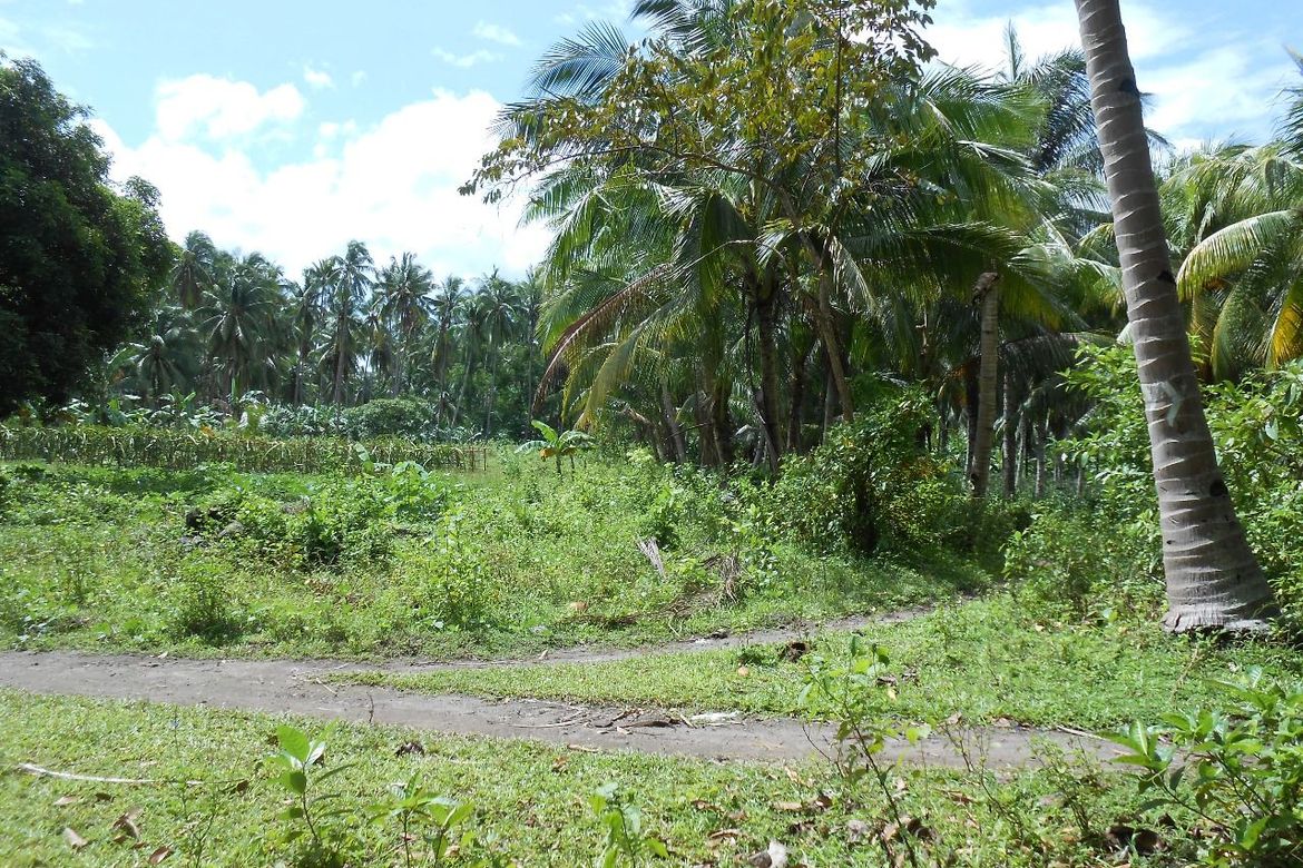 Land for Sale in Liptong, Bacong, Negros Oriental – photo 2