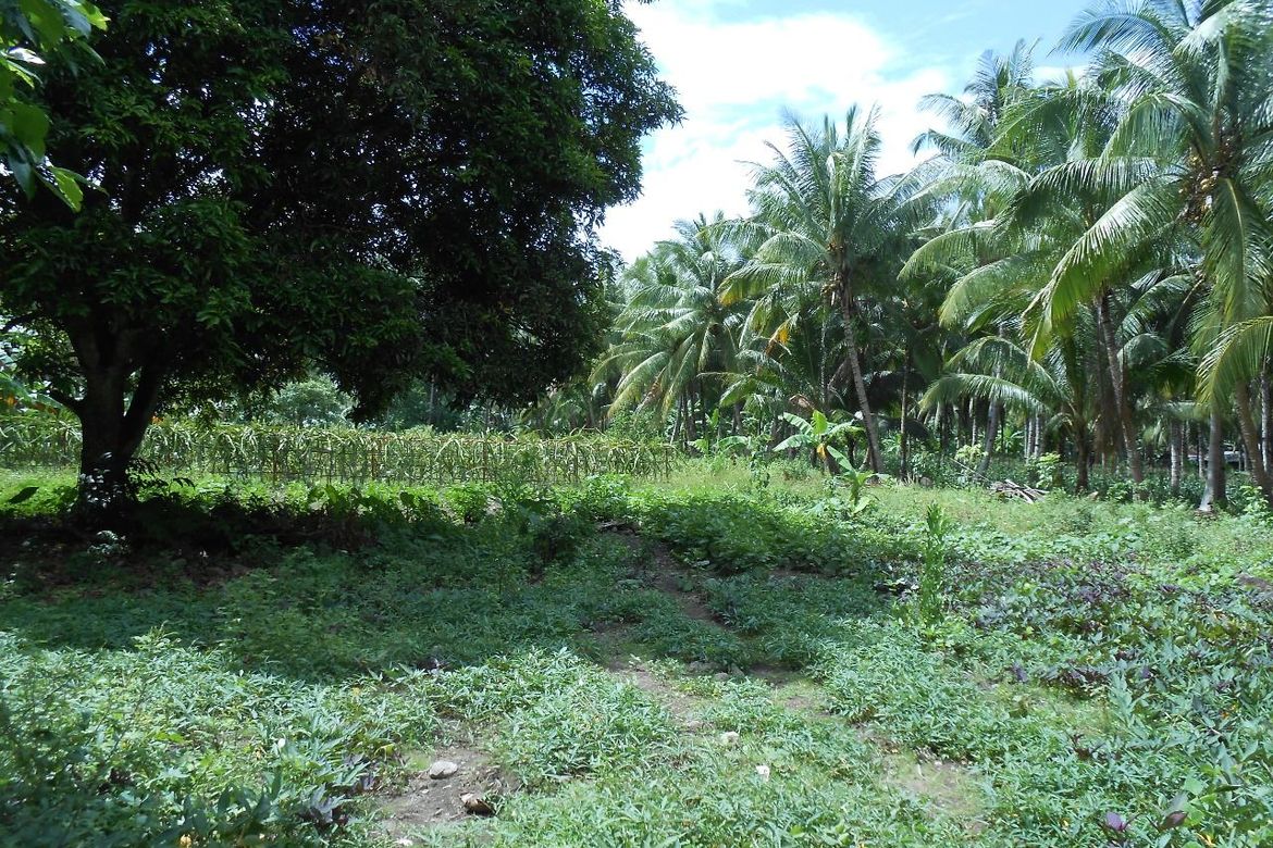 Land for Sale in Liptong, Bacong, Negros Oriental – photo 4