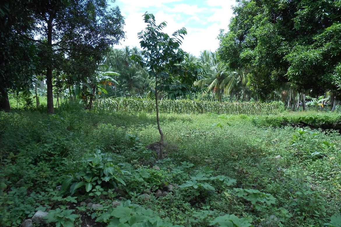 Land for Sale in Liptong, Bacong, Negros Oriental – photo 5