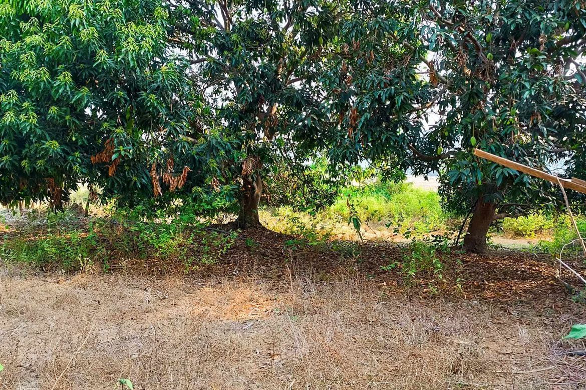 Land for Sale in Lisqueb, Bacnotan, La Union – photo 4