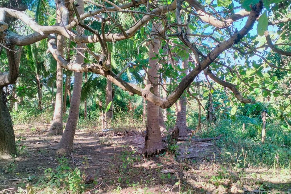 Land for Sale in Loma, Calaca, Batangas – photo 2