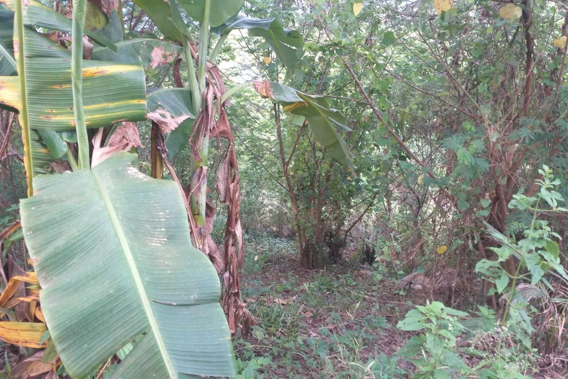 Land for Sale in Lomangog, Ubay, Bohol – photo 3