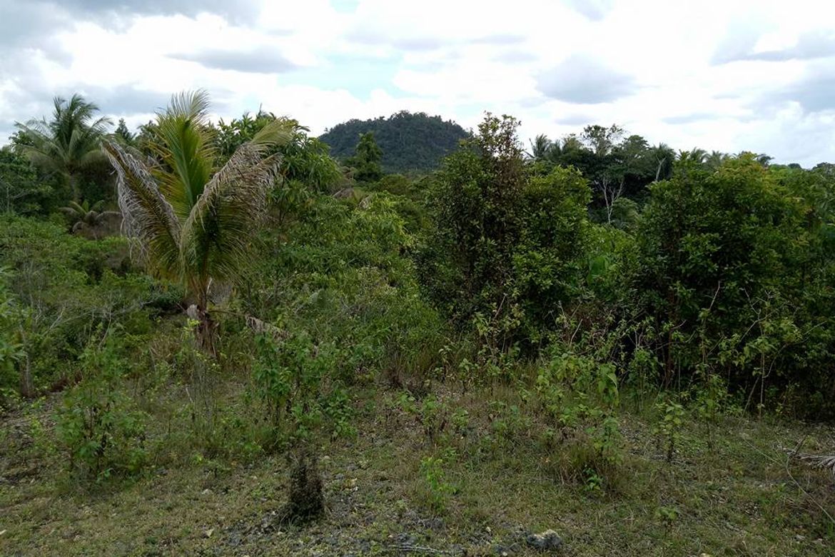 Land for Sale in Loreto, Cortes, Bohol – photo 3