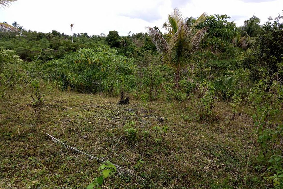 Land for Sale in Loreto, Cortes, Bohol – photo 5