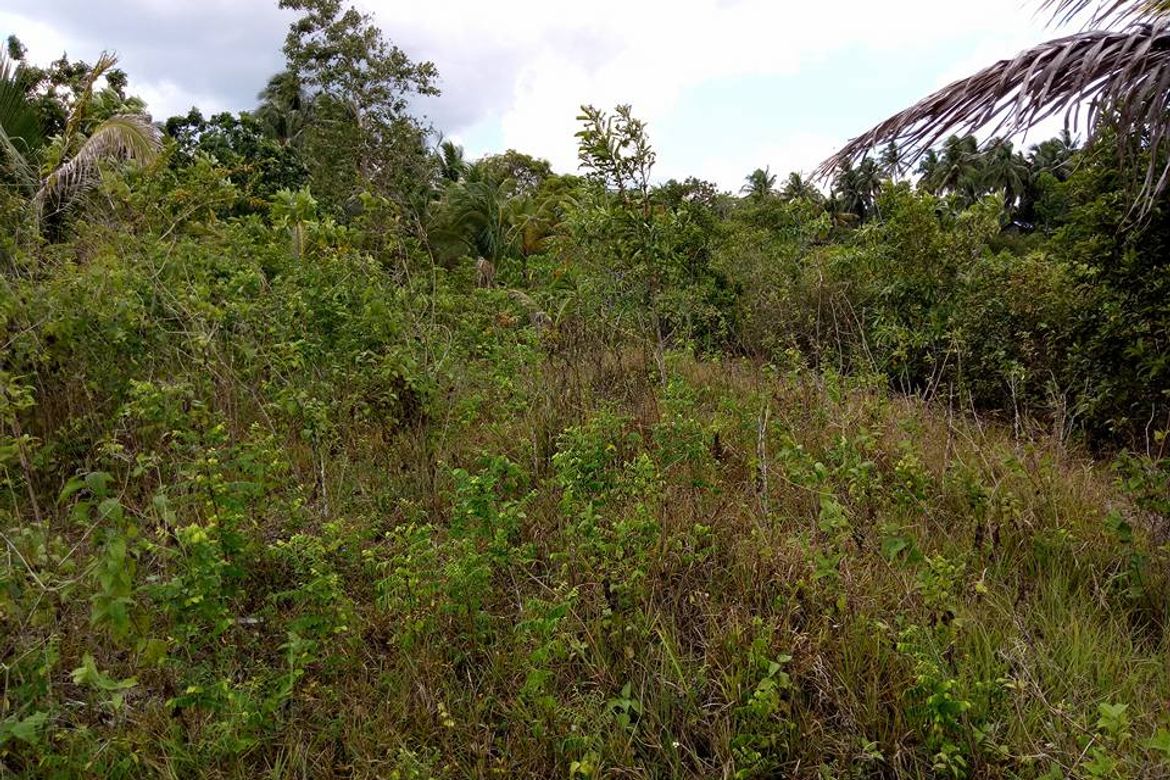 Land for Sale in Loreto, Cortes, Bohol – photo 6
