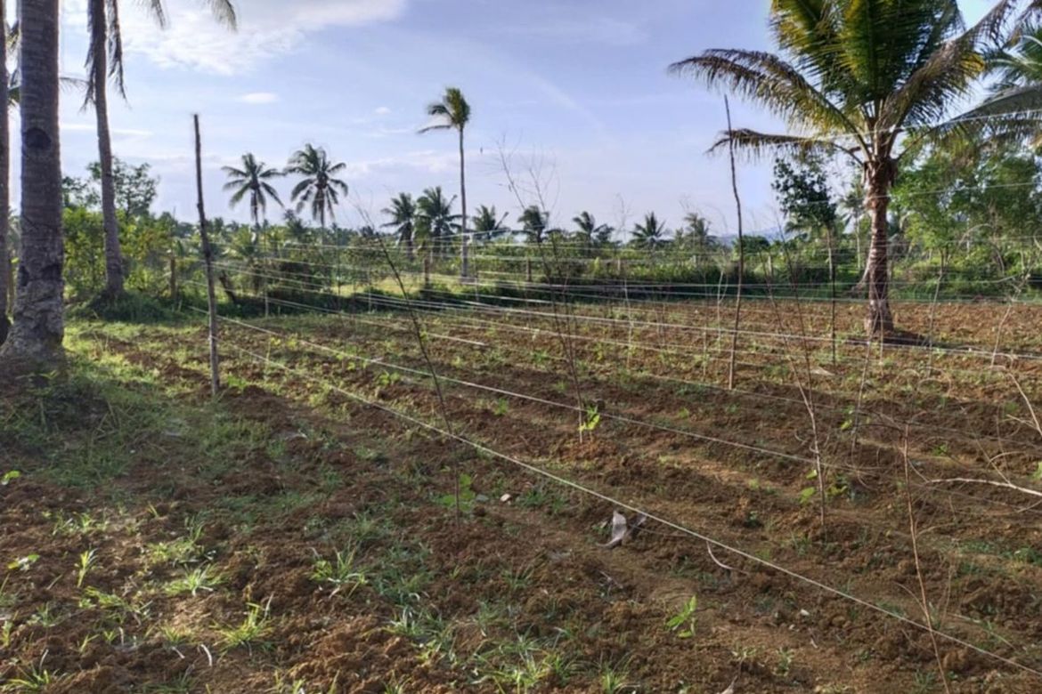 Land for Sale in Lukay, Babatngon, Leyte – photo 3