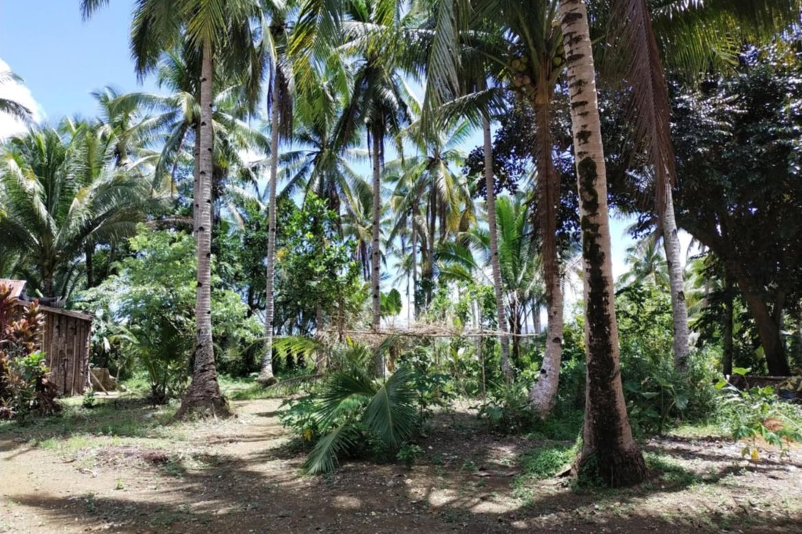 Land for Sale in Lukay, Babatngon, Leyte – photo 7