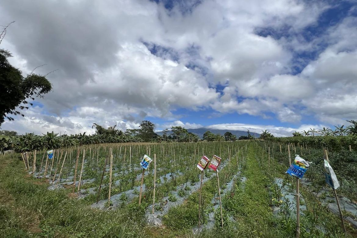 Land for Sale in Luna, Claveria, Misamis Oriental – photo 5