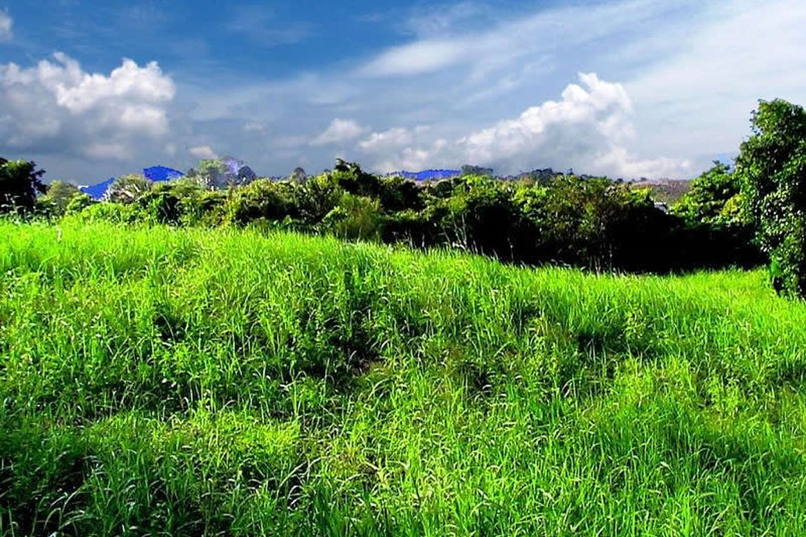 Land for Sale in Luzviminda, Puerto Princesa, Palawan – photo 4