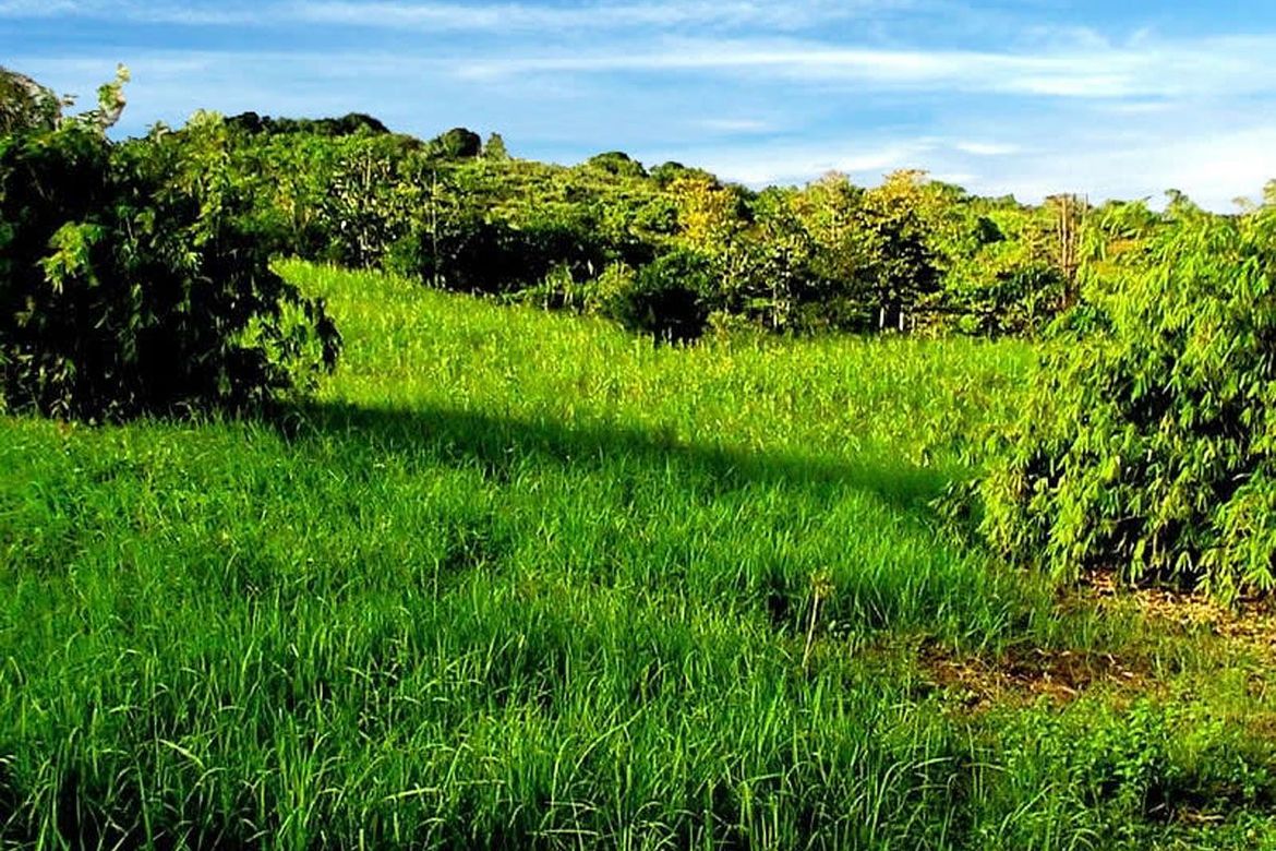 Land for Sale in Luzviminda, Puerto Princesa, Palawan – photo 5