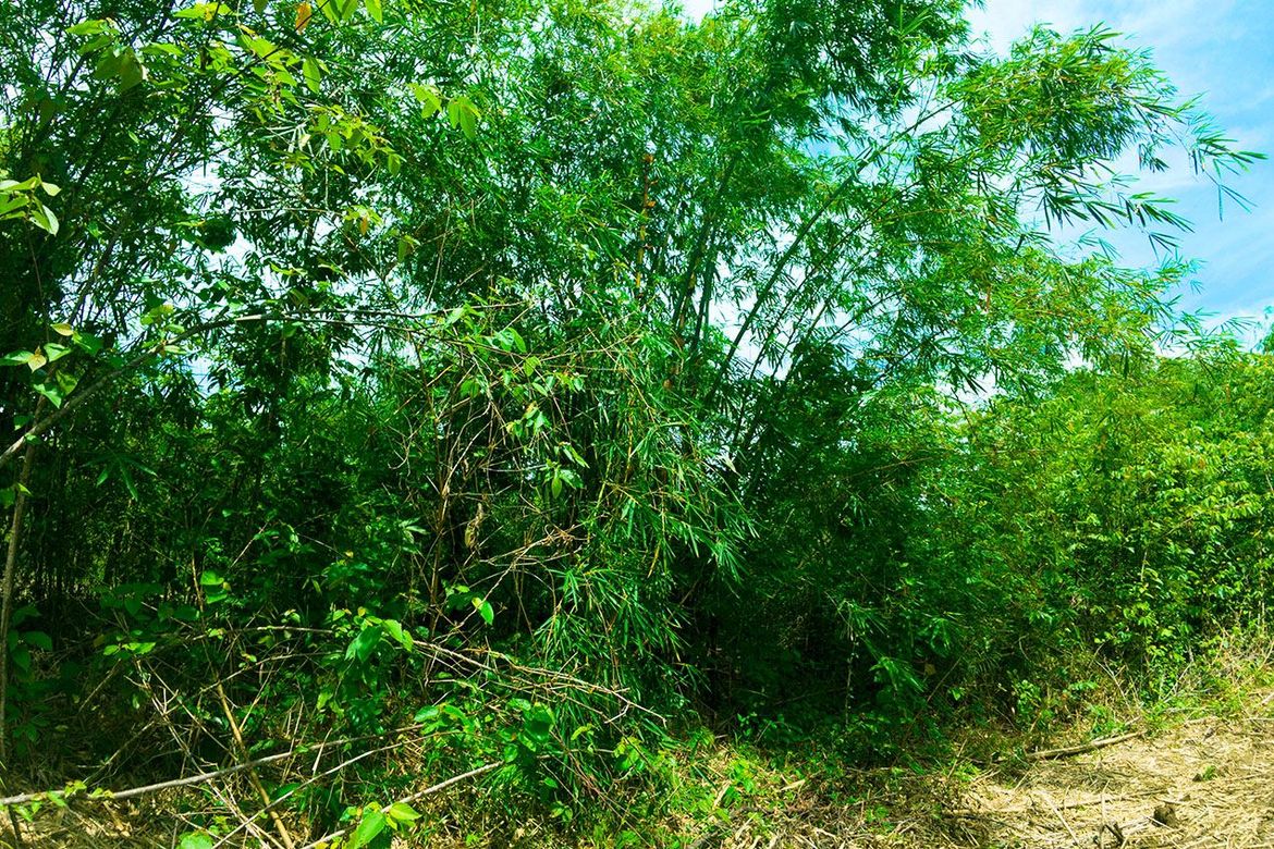 Land for Sale in Luzviminda, Puerto Princesa, Palawan – photo 3