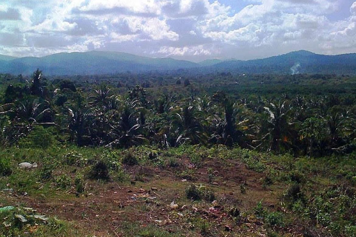 Land for Sale in Luzviminda, Puerto Princesa, Palawan – photo 3