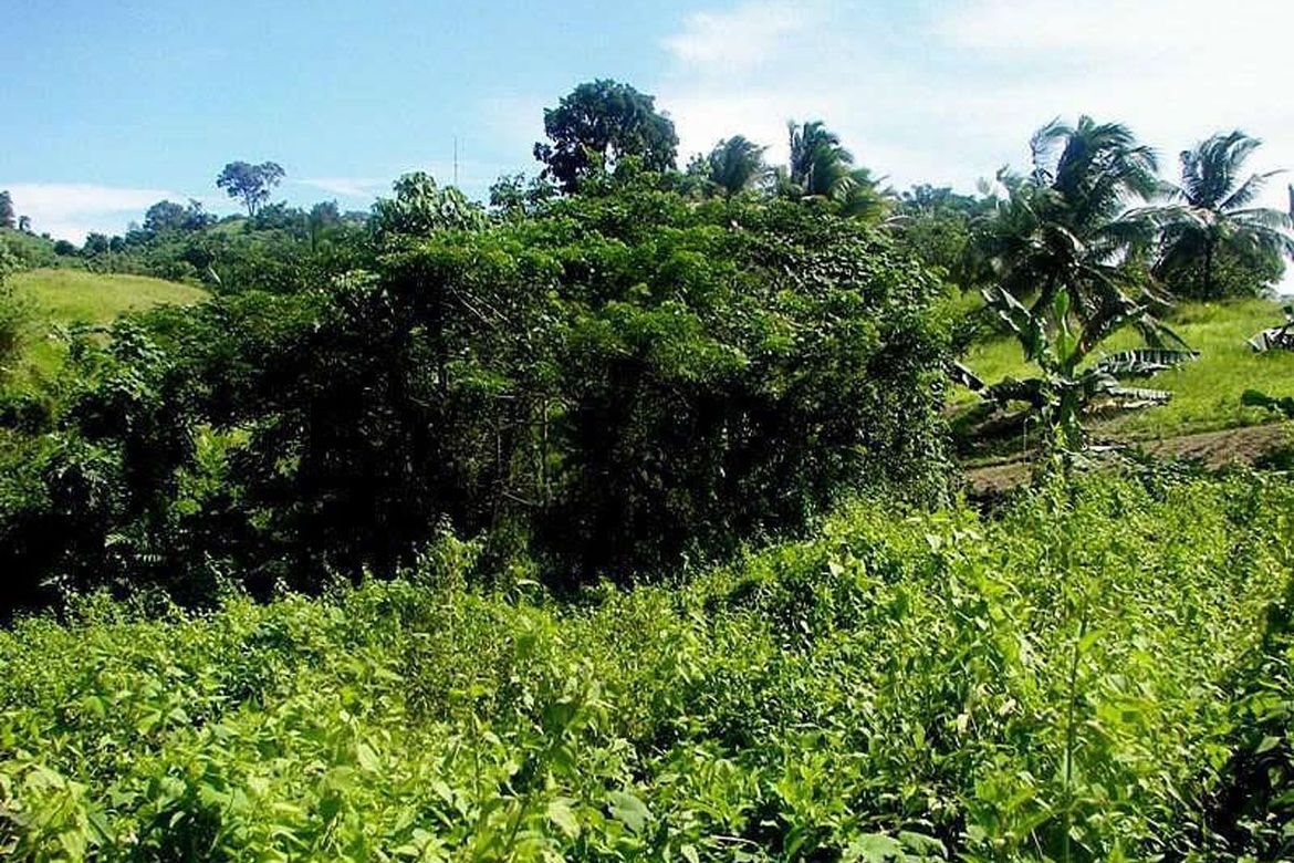 Land for Sale in Luzviminda, Puerto Princesa, Palawan – photo 5