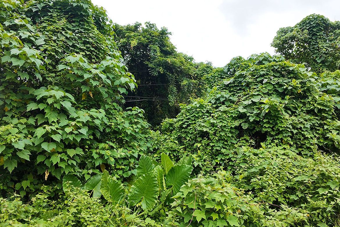 Land for Sale in Luzviminda, Puerto Princesa, Palawan – photo 7