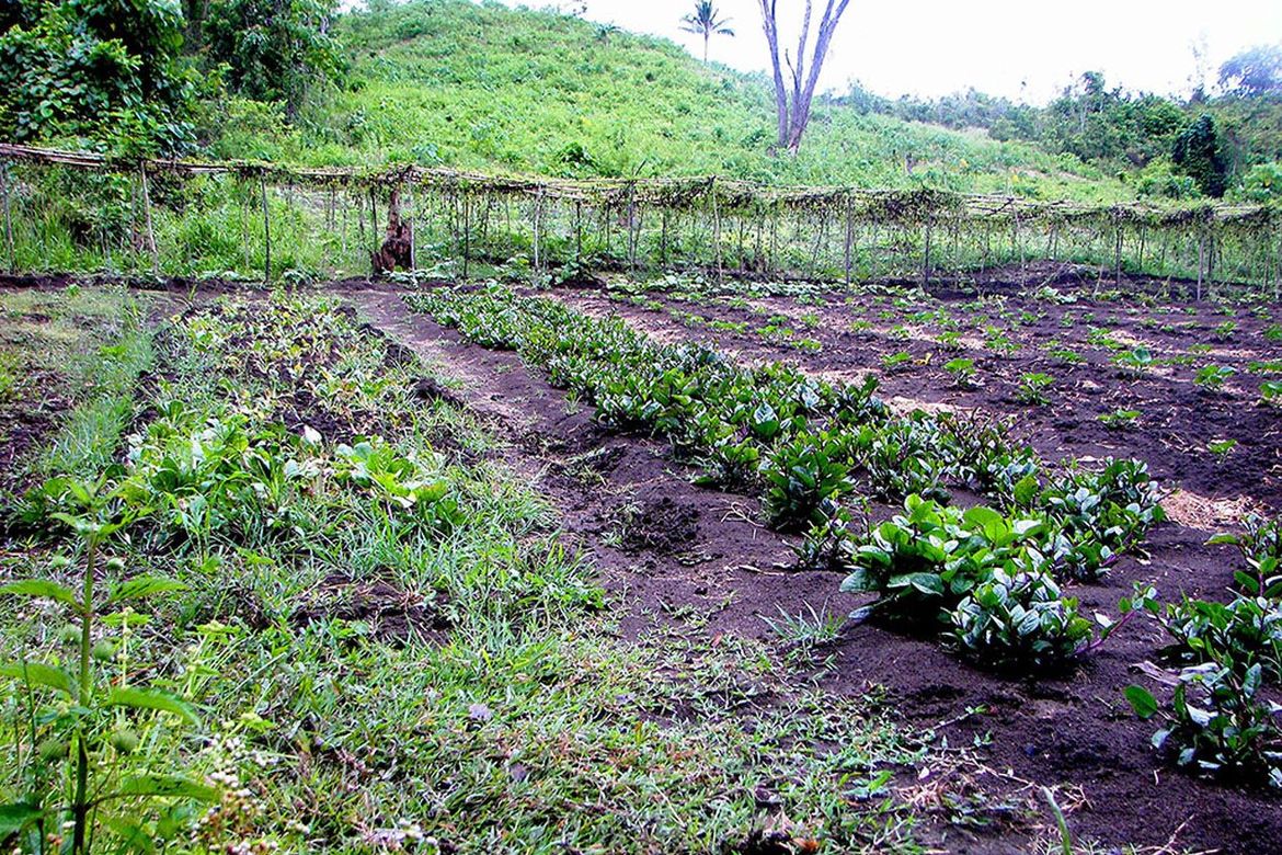 Land for Sale in Luzviminda, Puerto Princesa, Palawan – photo 6