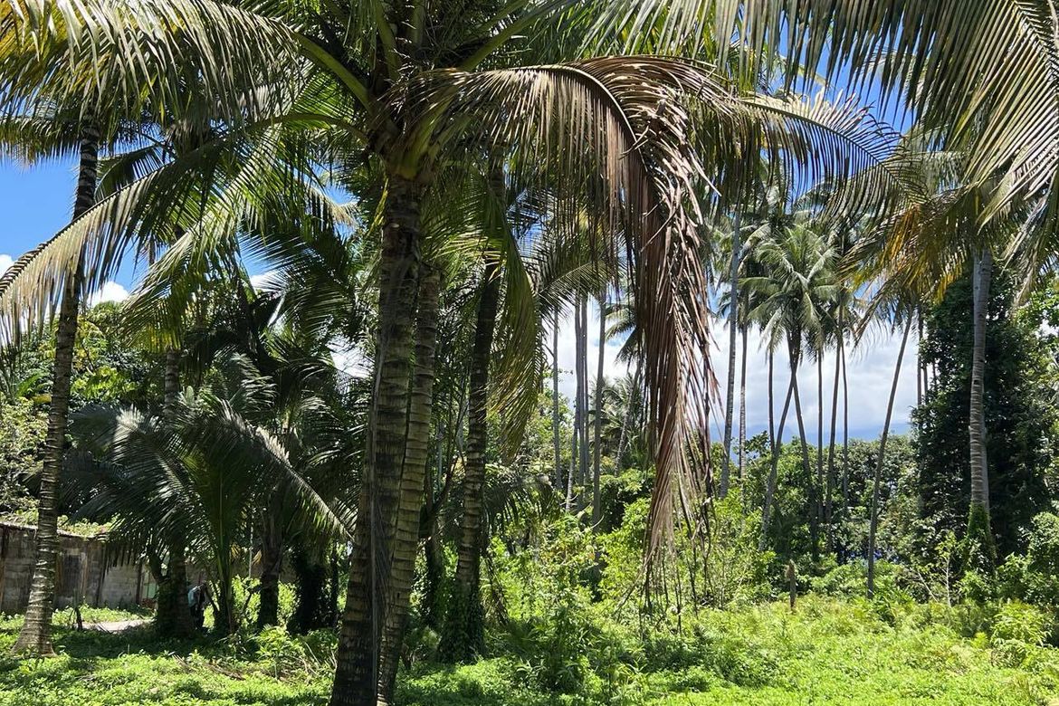 Land for Sale in Maanas, Medina, Misamis Oriental – photo 2