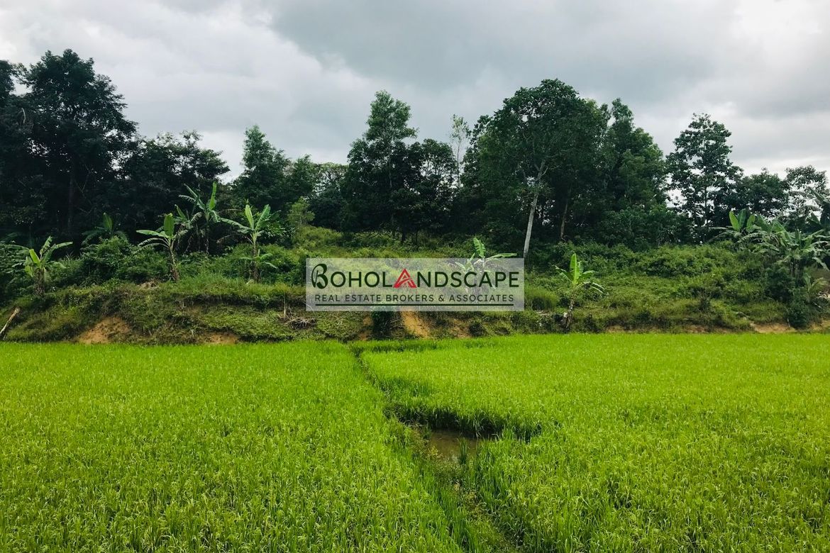 Land for Sale in Magsaysay, Sierra Bullones, Bohol – photo 8