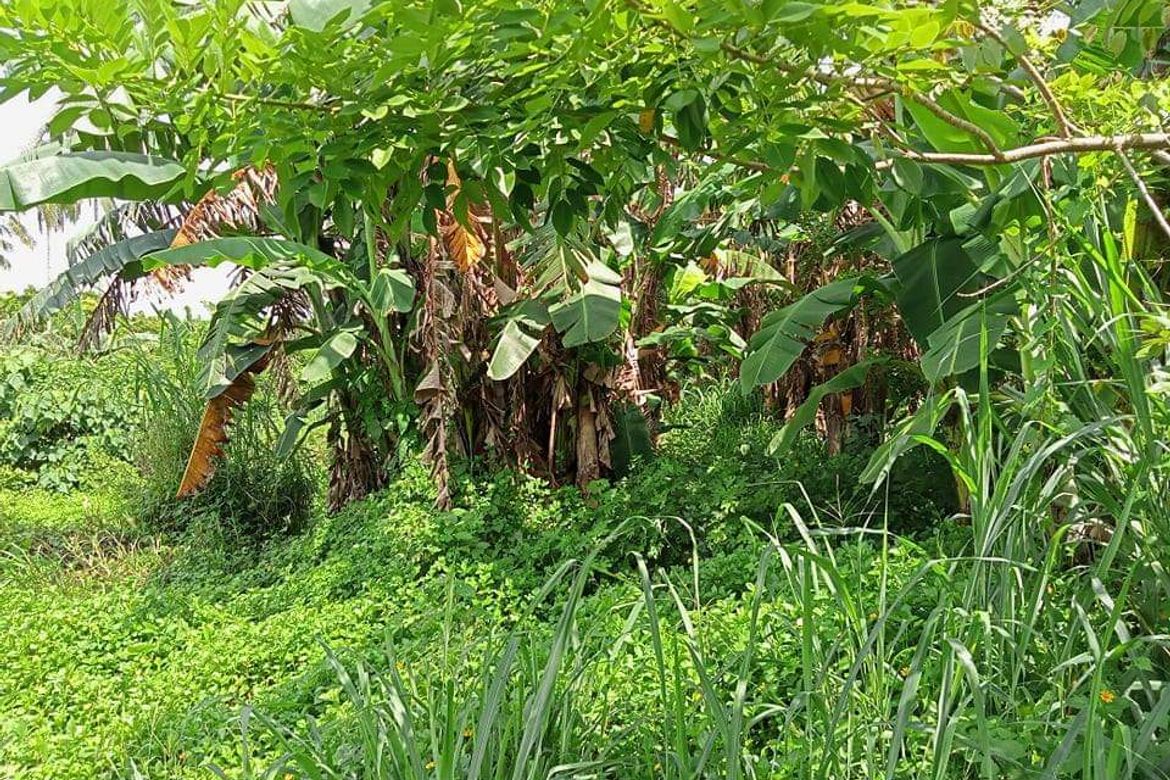 Land for Sale in Mahabangkahoy Lejos, Indang, Cavite – photo 2