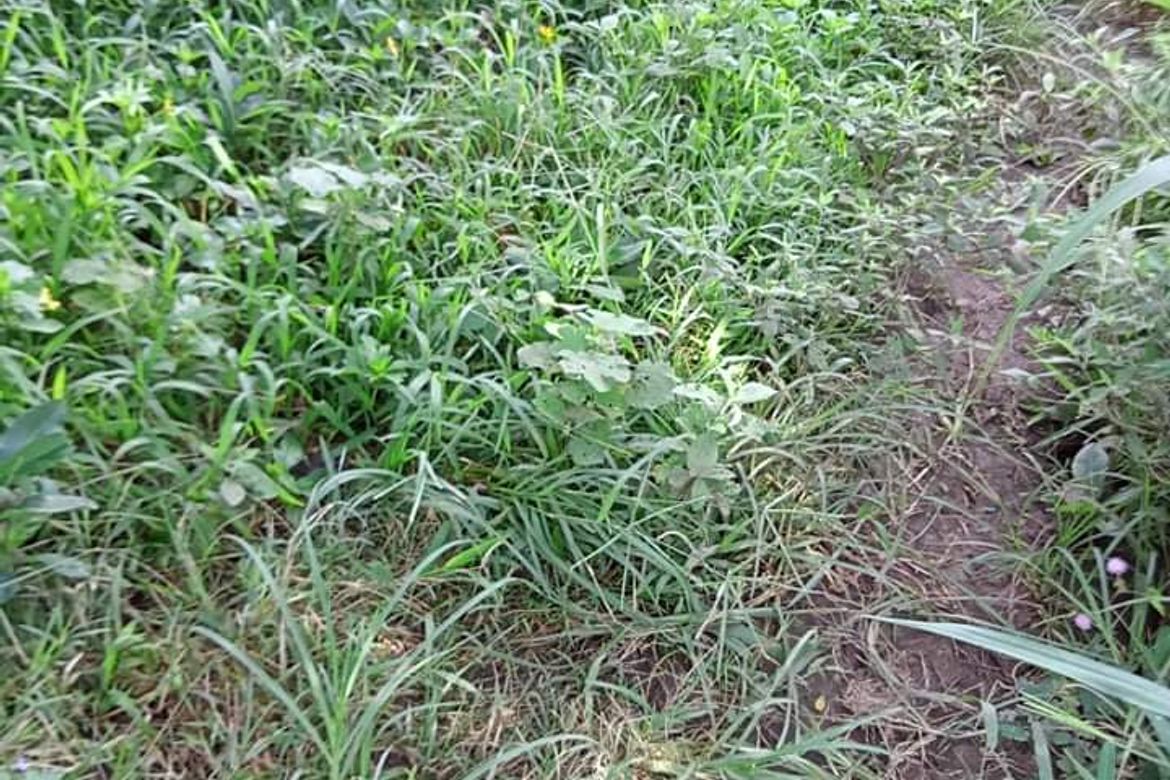 Land for Sale in Mahabangkahoy Lejos, Indang, Cavite – photo 4