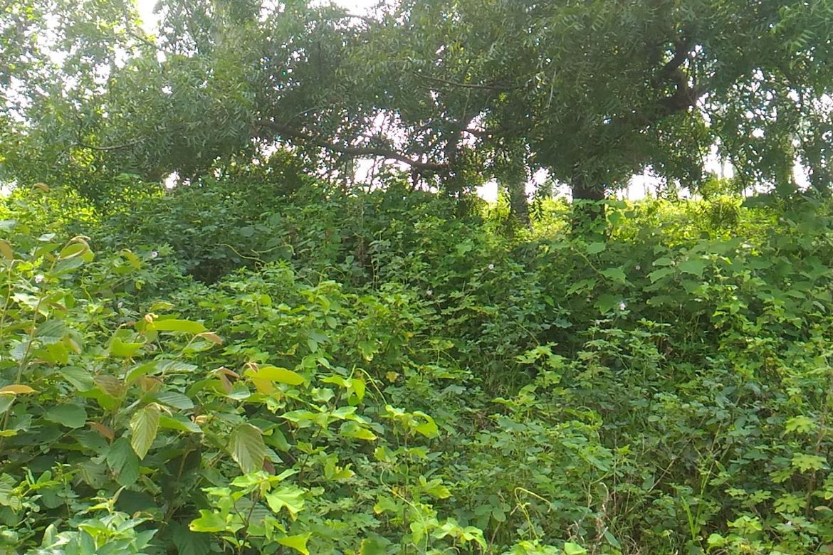 Land for Sale in Mahabangkahoy Lejos, Indang, Cavite – photo 3