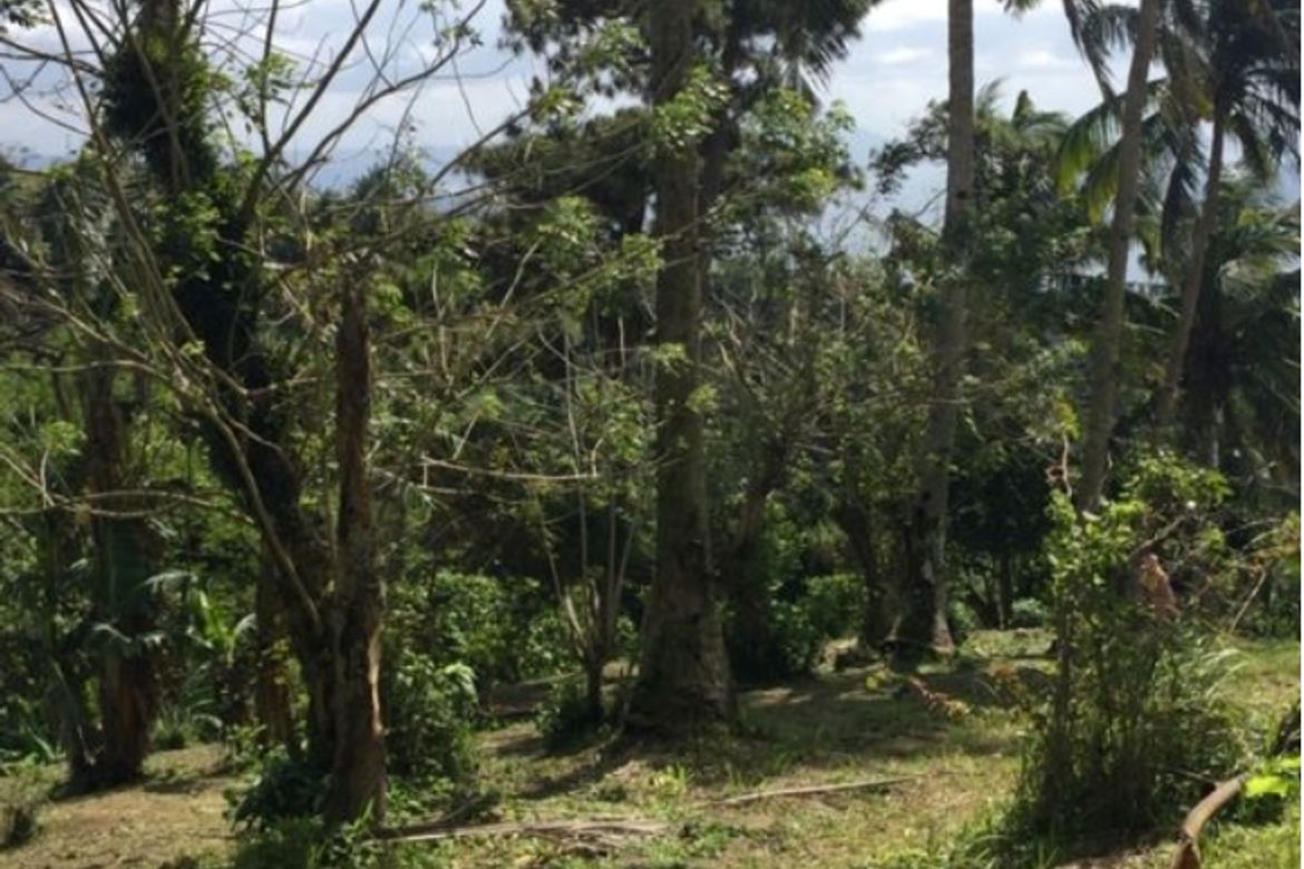 Land for Sale in Maitim 2nd East, Tagaytay, Cavite – photo 5