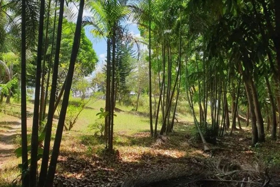 Land for Sale in Majada Labas, Calamba, Laguna – photo 7