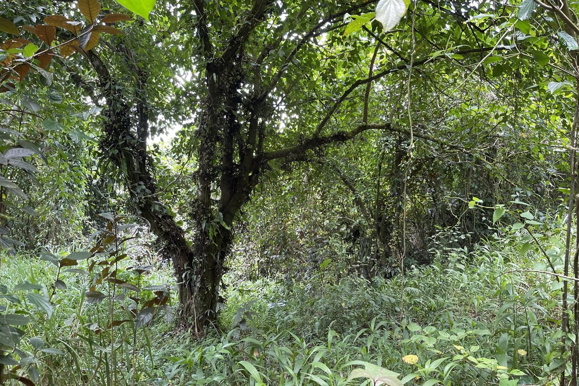 Land for Sale in Malabag, Silang, Cavite – photo 3