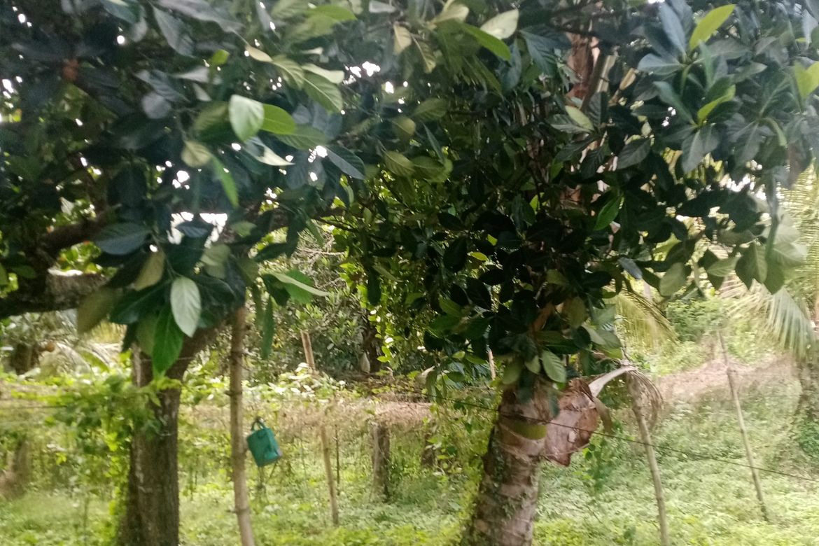 Land for Sale in Malabanan, Balete, Batangas – photo 2