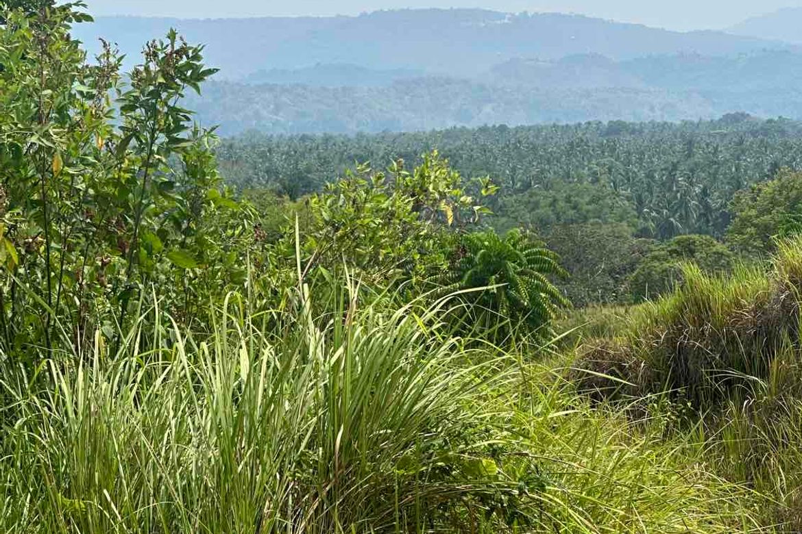 Land for Sale in Malagos, Davao City, Davao del Sur – photo 5
