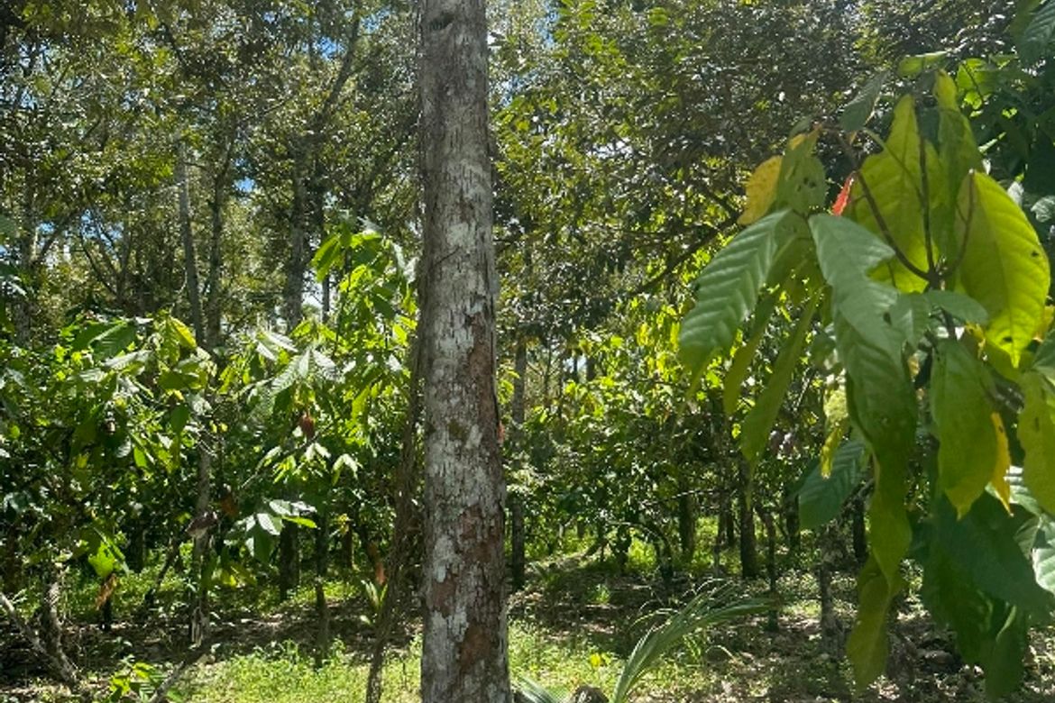 Land for Sale in Malagos, Davao City, Davao del Sur – photo 8