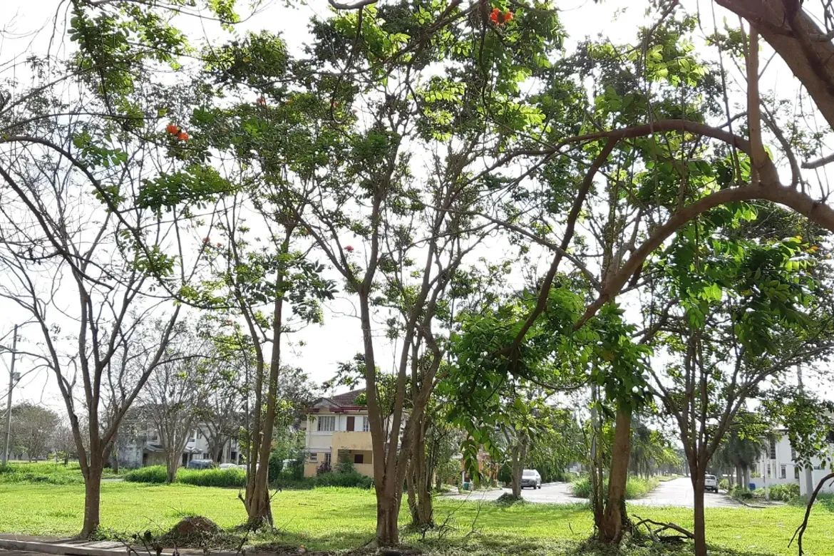 Land for Sale in Malamig, Biñan, Laguna – photo 2