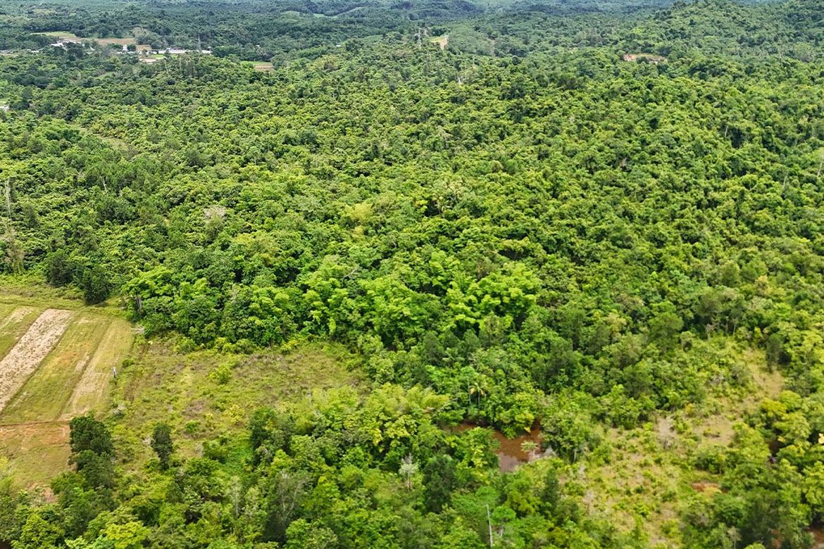 Land for Sale in Malcampo, Roxas, Palawan – photo 3
