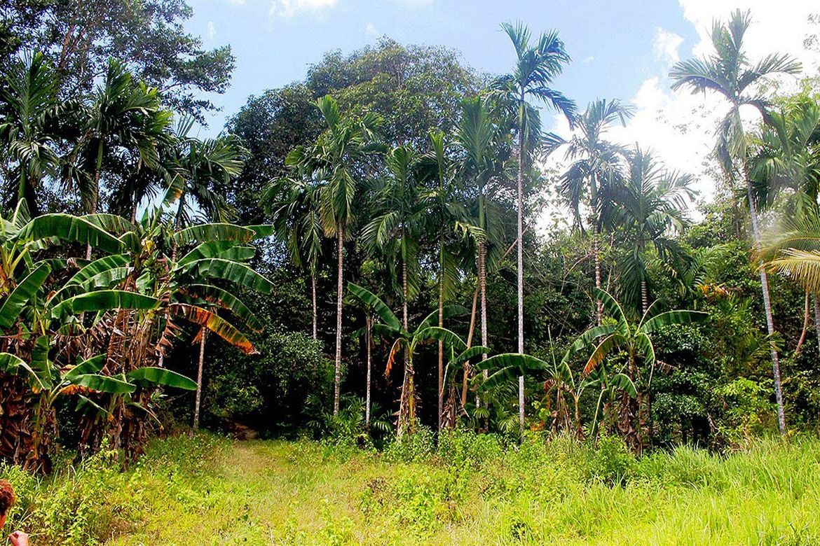 Land for Sale in Malcampo, Roxas, Palawan – photo 8