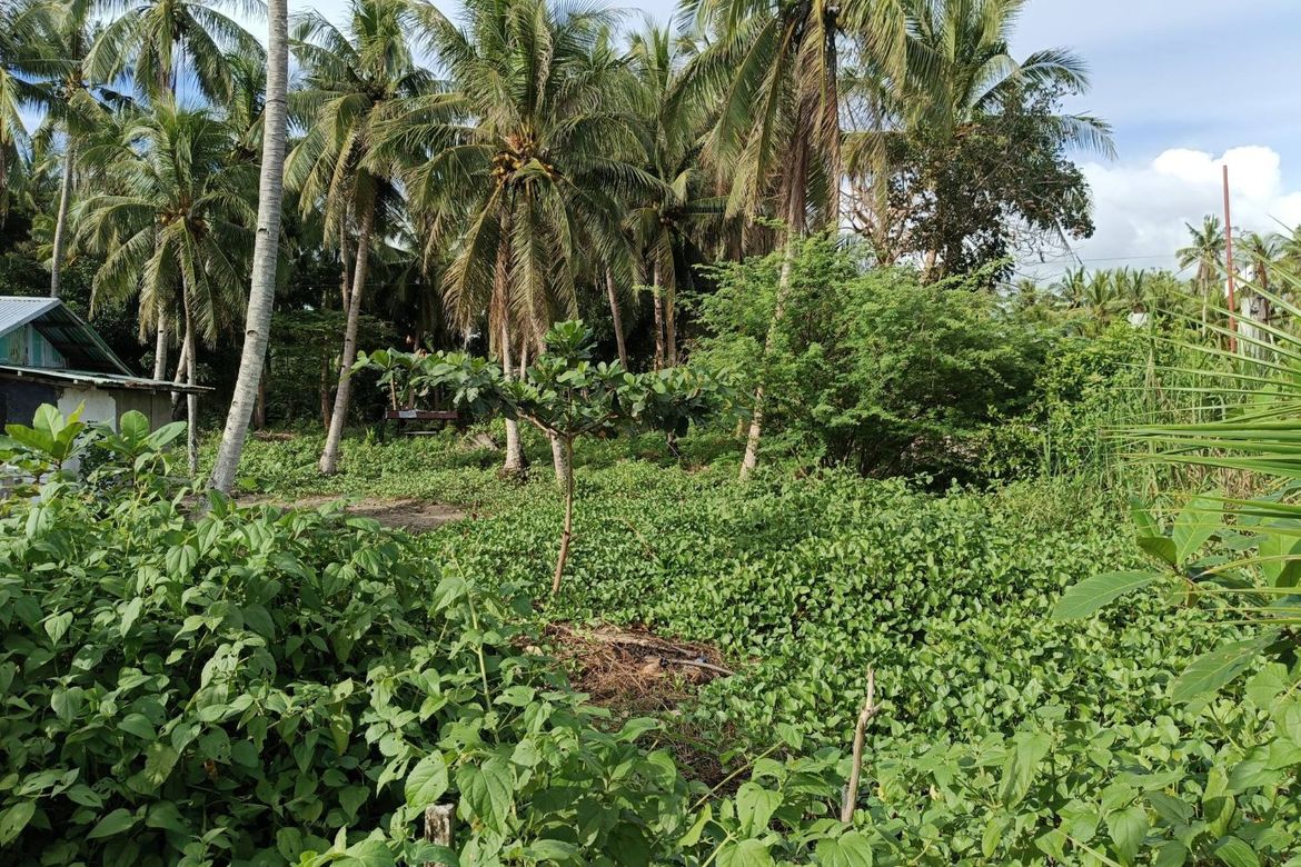 Land for Sale in Malinao East, Lila, Bohol – photo 8