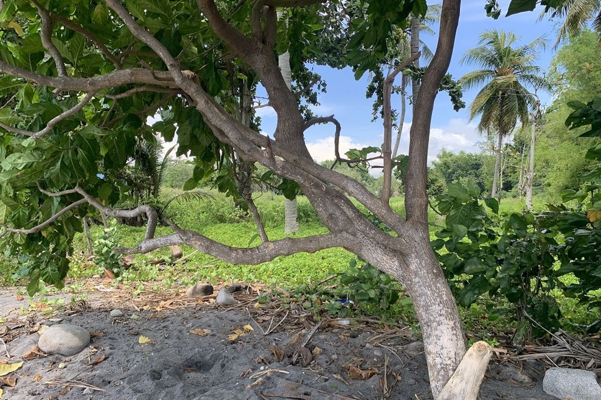Land for Sale in Maluay, Zamboanguita, Negros Oriental – photo 5
