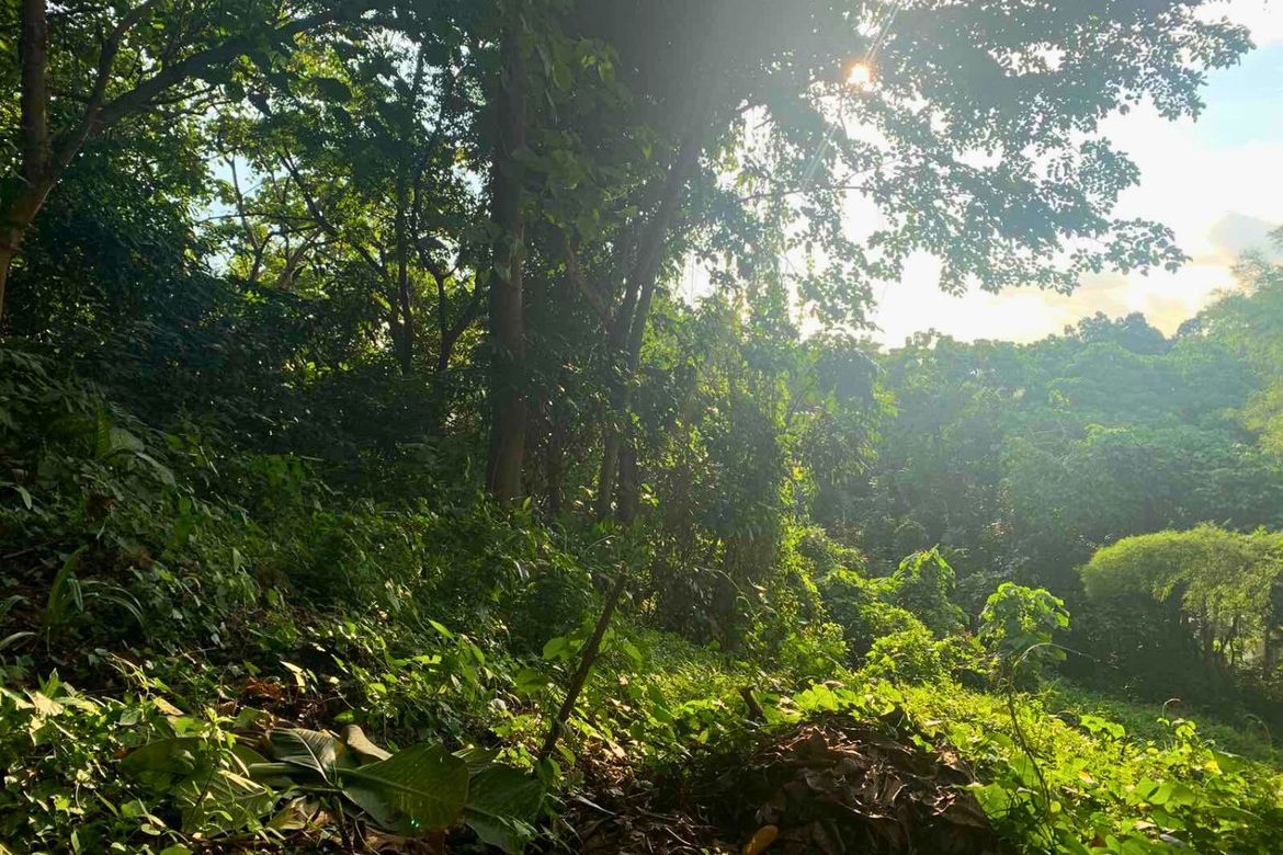 Land for Sale in Mambugan, Antipolo, Rizal – photo 4