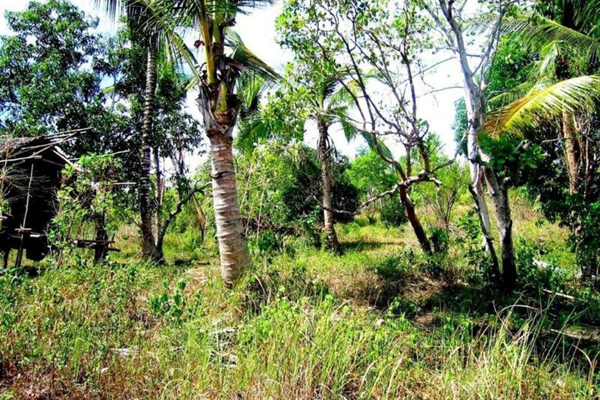 Land for Sale in Manalo, Puerto Princesa, Palawan – photo 3