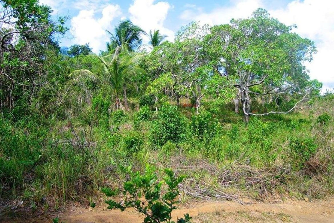 Land for Sale in Manalo, Puerto Princesa, Palawan – photo 5