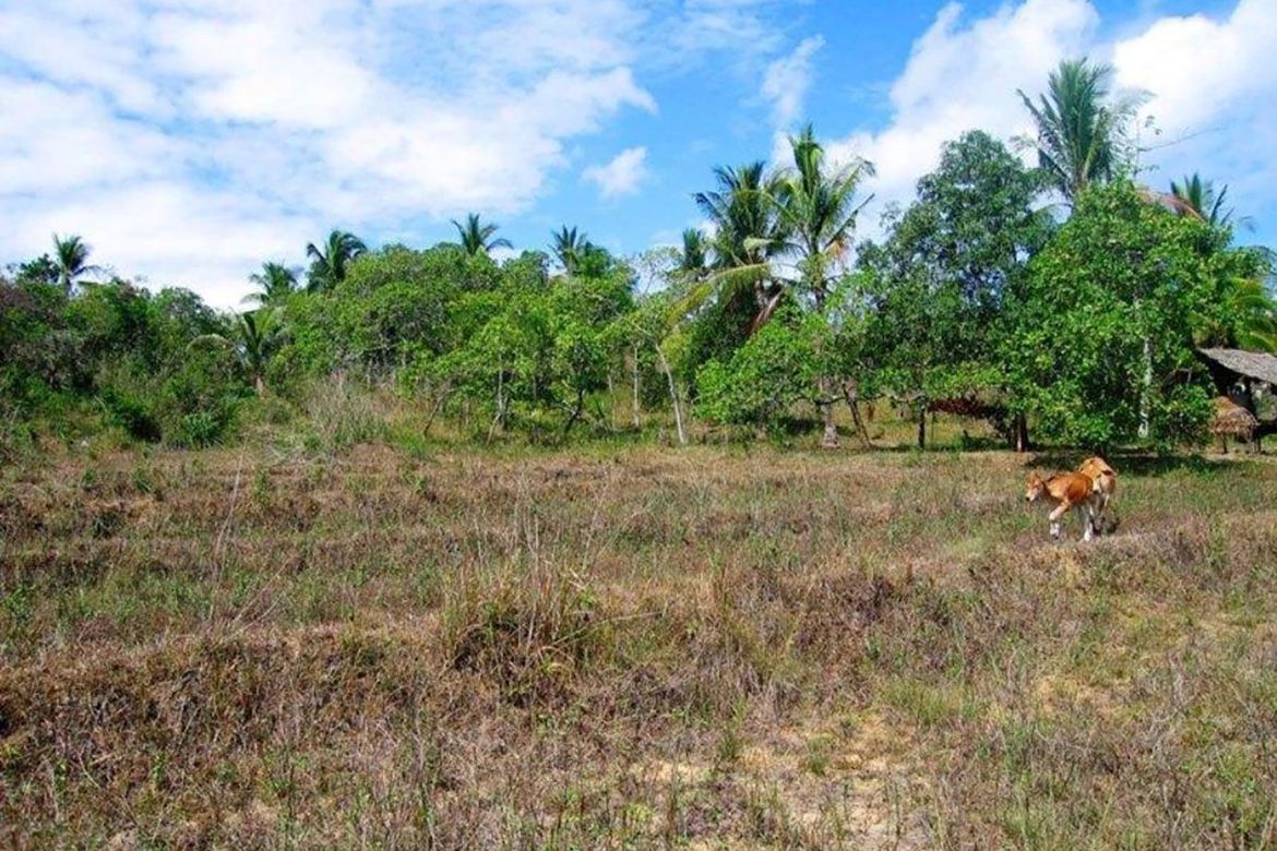 Land for Sale in Manalo, Puerto Princesa, Palawan – photo 6