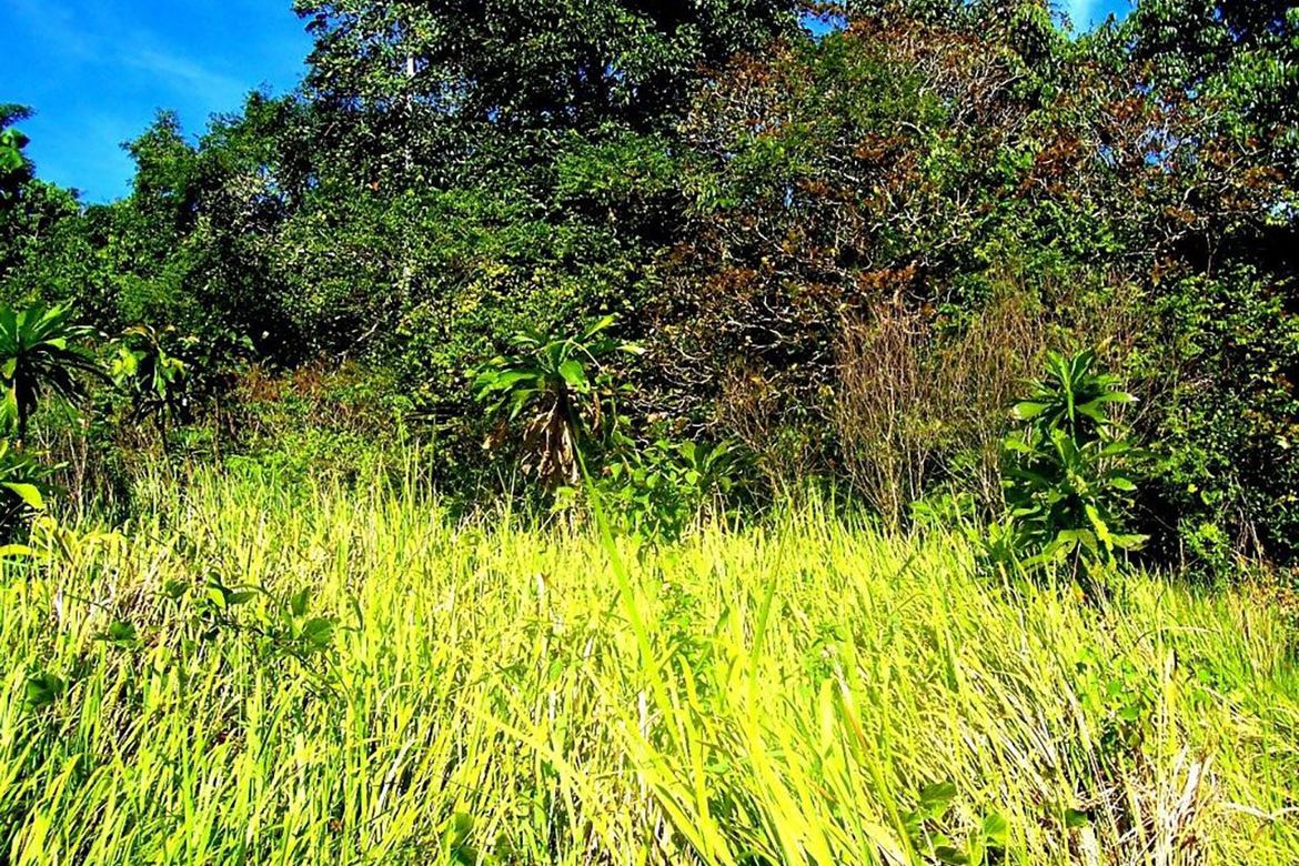 Land for Sale in Manalo, Puerto Princesa, Palawan – photo 5