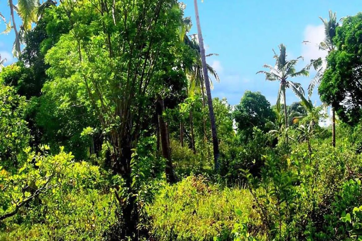 Land for Sale in Manalo, Puerto Princesa, Palawan – photo 4