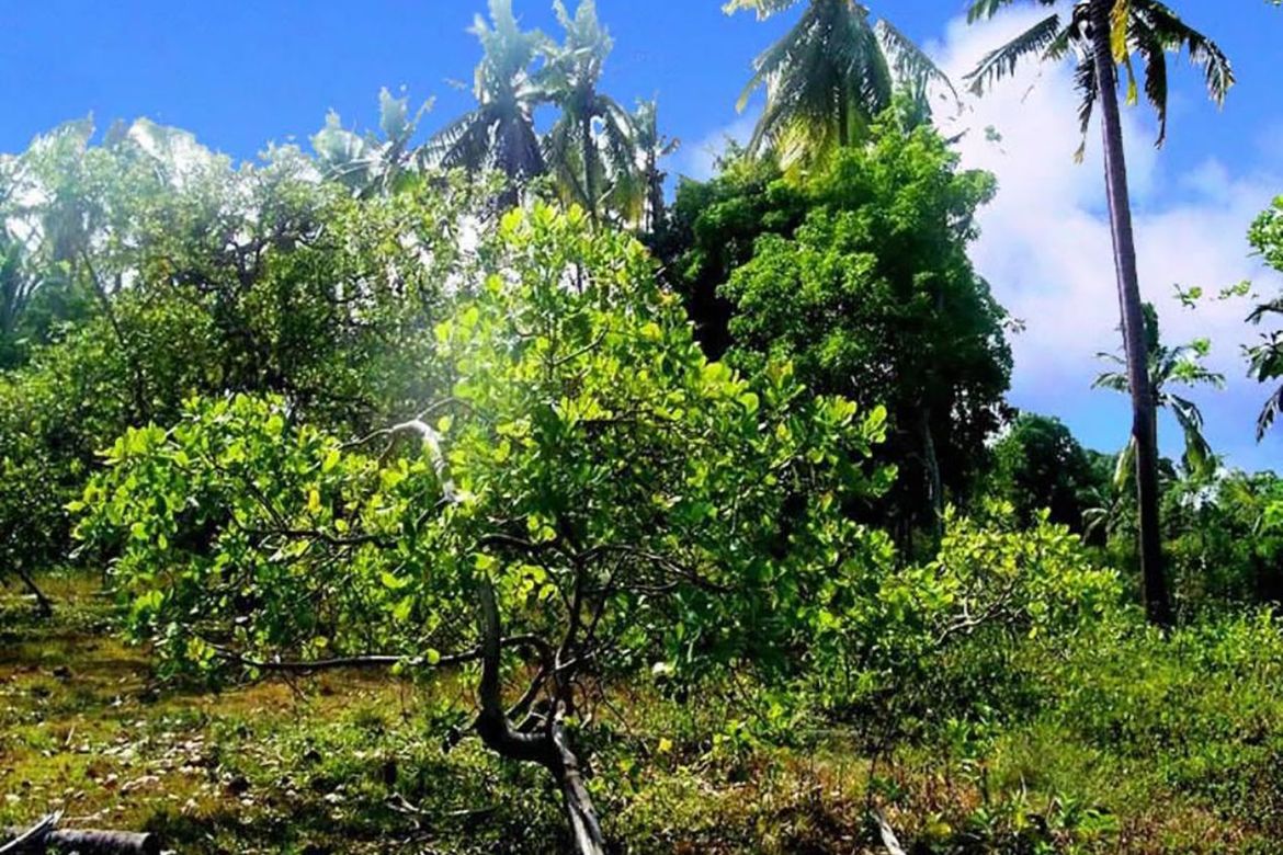 Land for Sale in Manalo, Puerto Princesa, Palawan – photo 5