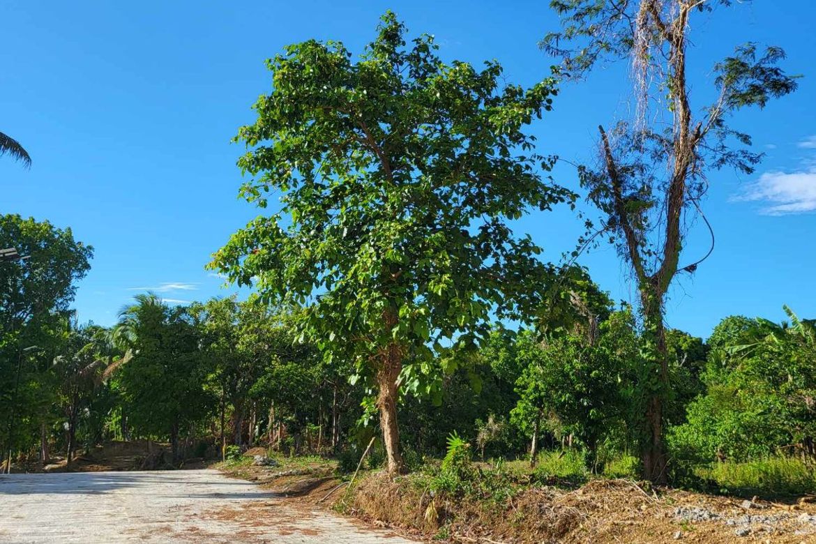 Land for Sale in Mangas I, Alfonso, Cavite – photo 5